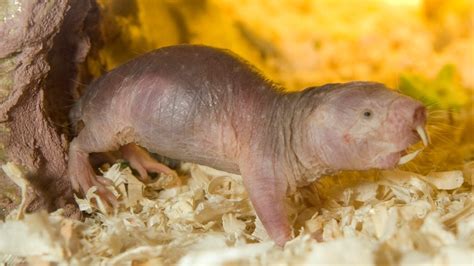 naked mole rat live cam|Naked mole